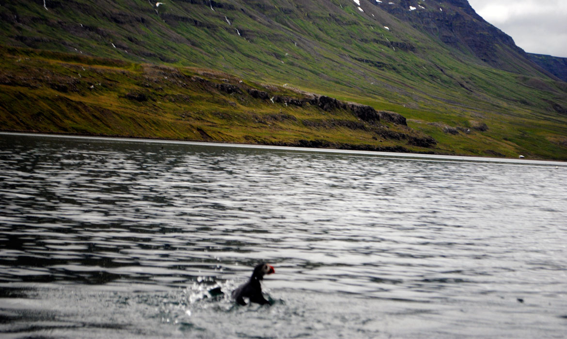 A Puffin Swimming in the Fjord
